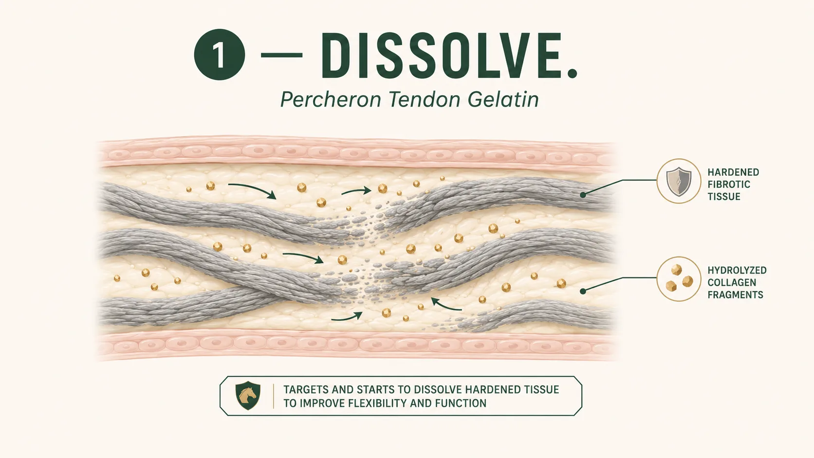 Step 1 — Dissolve: hydrolyzed Percheron collagen breaks up Toxic Plaques
